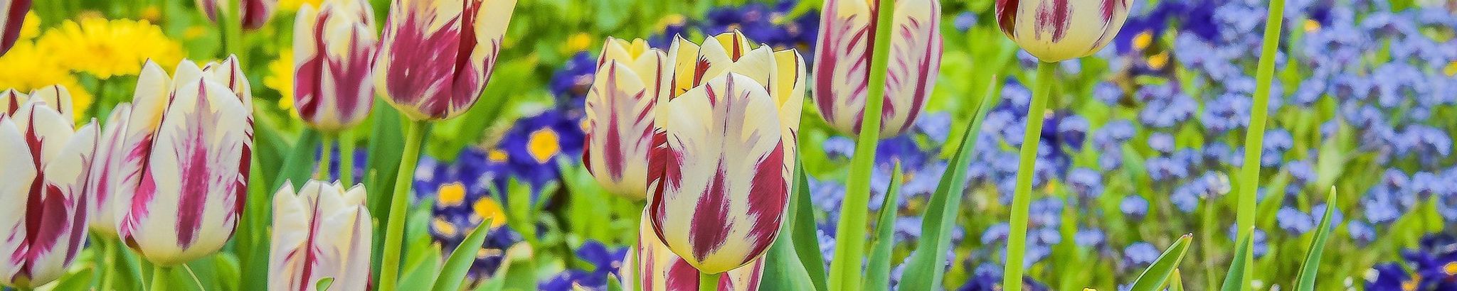 Cover for Flossie M. Pryor's Obituary