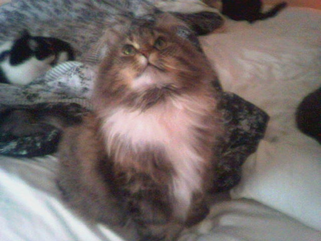 Annie "Baby Girl" Brickey