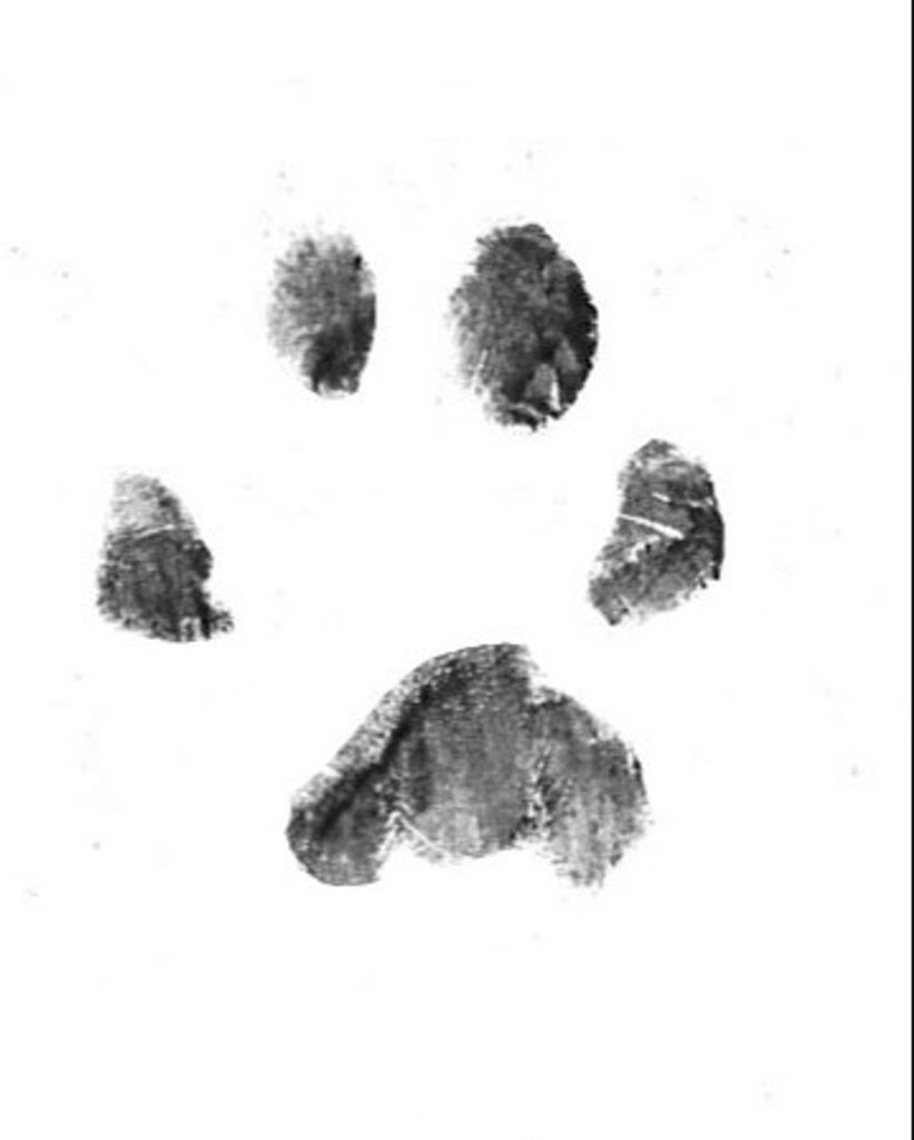 Smokey Pennell Profile Photo