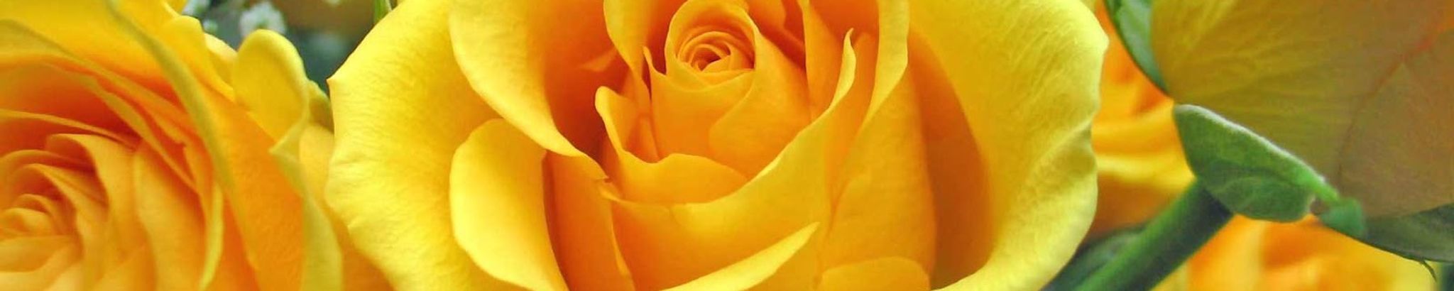 Cover photo for Cassandra (Sandra) Hughes Panter's Obituary