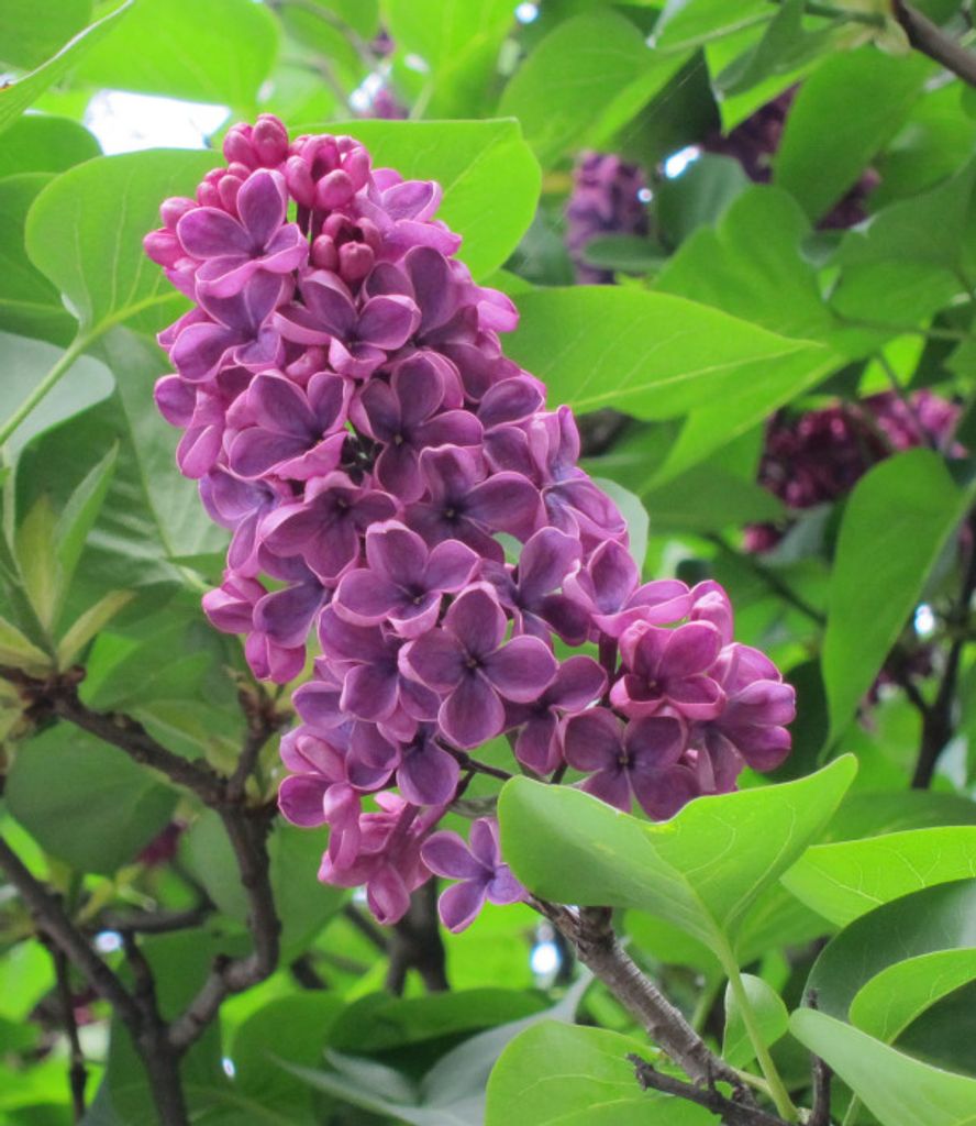 Susan Diane Hockman Profile Photo