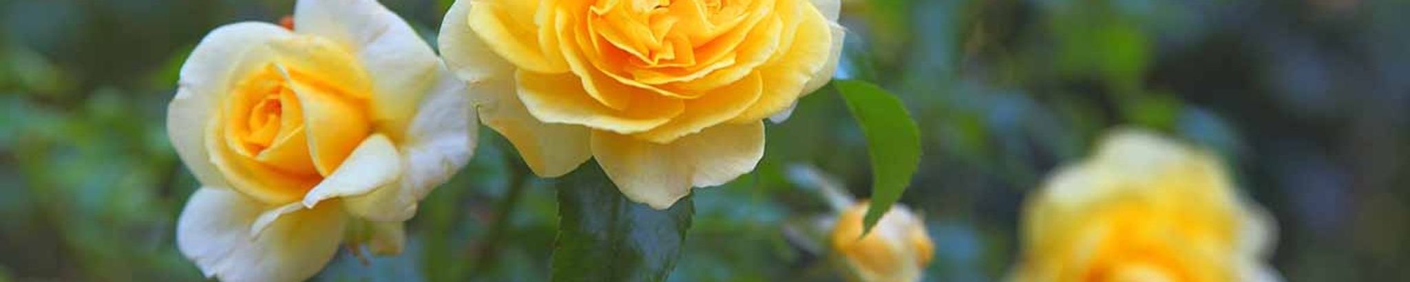 Cover for Essie Buckeridge's Obituary