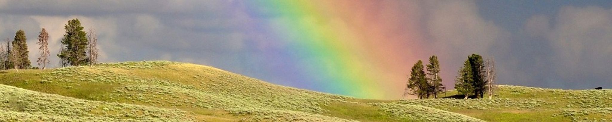 Cover photo for Carole Freese's Obituary