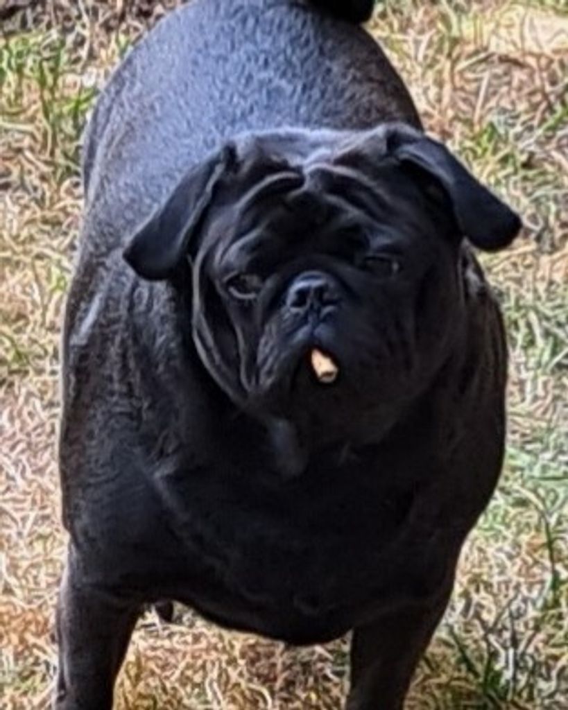 Beauregard "Beau Beau" Corwin Profile Photo