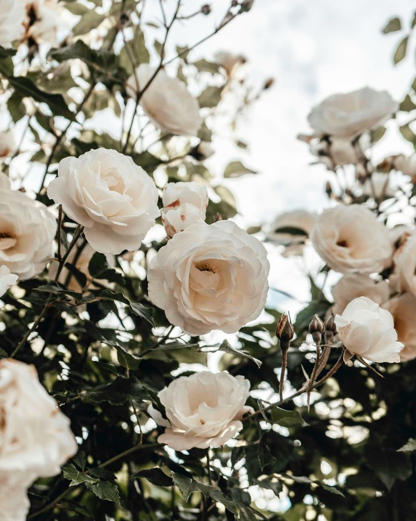 Rosalina Reyes Profile Photo