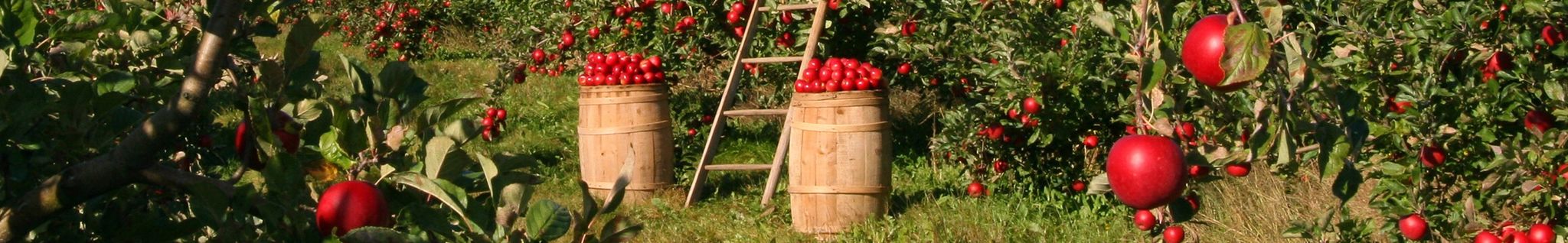 Cover for Hendrik Jan "Henry" Boer's Obituary