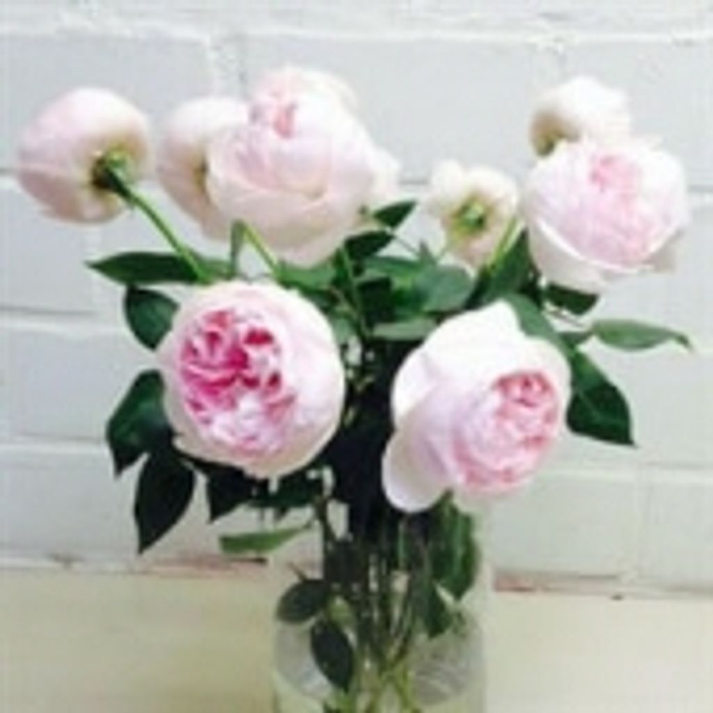 Mary Frances Mastrianni