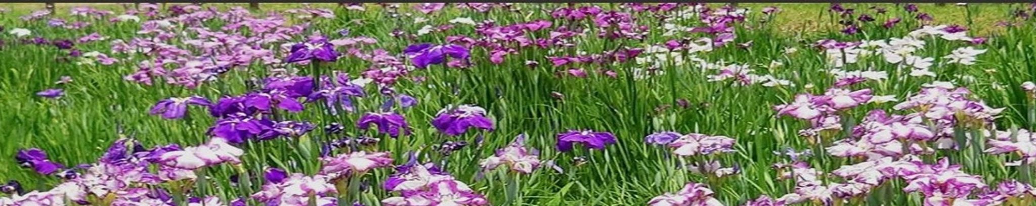 Cover for Alice J. Duquet's Obituary