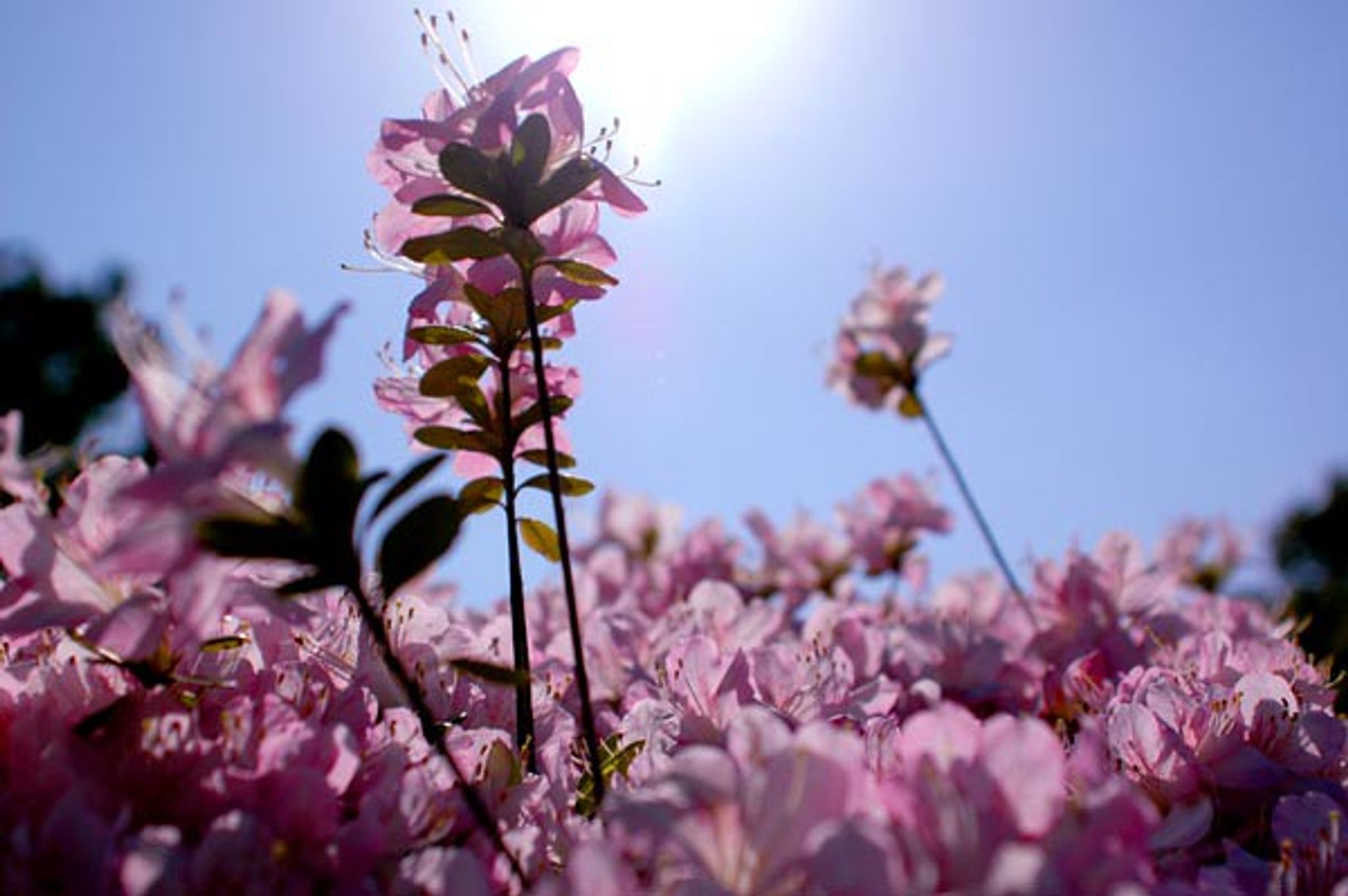 Cover for Edna Stripling Sizemore's Obituary