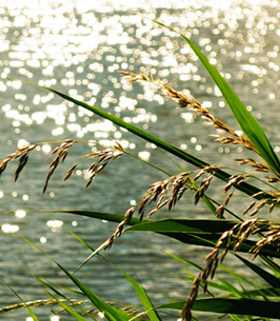 Hindo Barkho Awaas