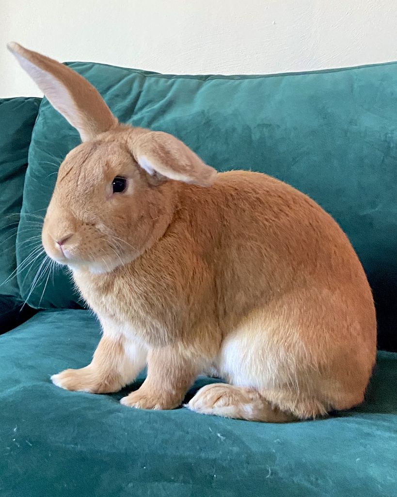 Mister Profile Photo