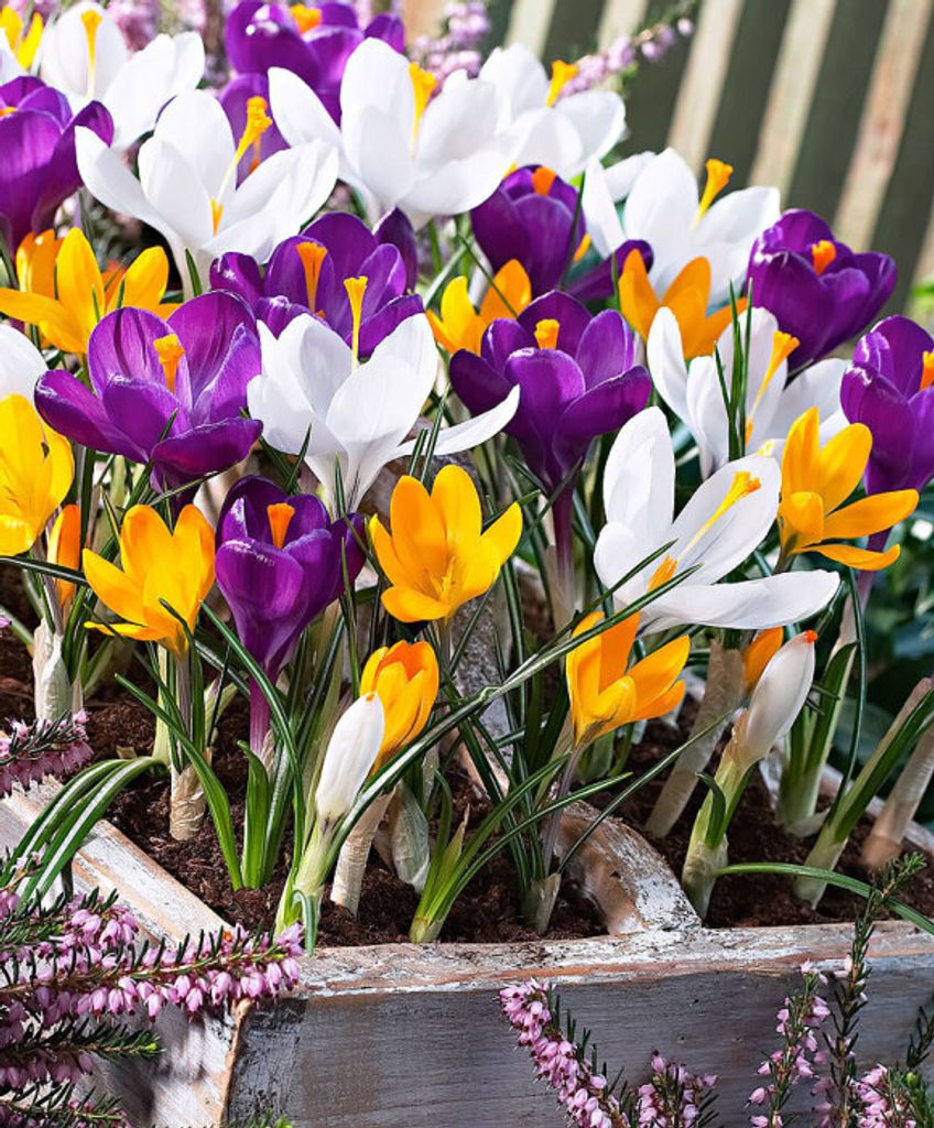 Kerri Lynn Mcafee Profile Photo