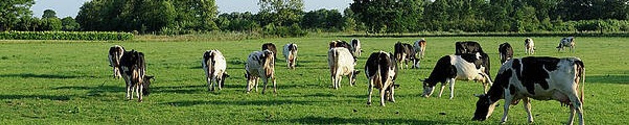 Cover for Verla M. Kruse's Obituary