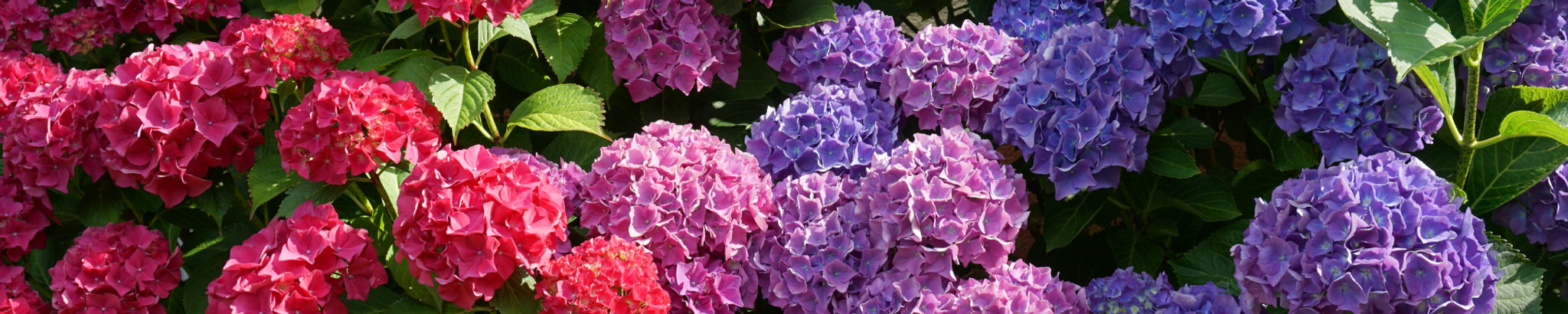 Cover photo for Mildred "Mimi" Scharf's Obituary