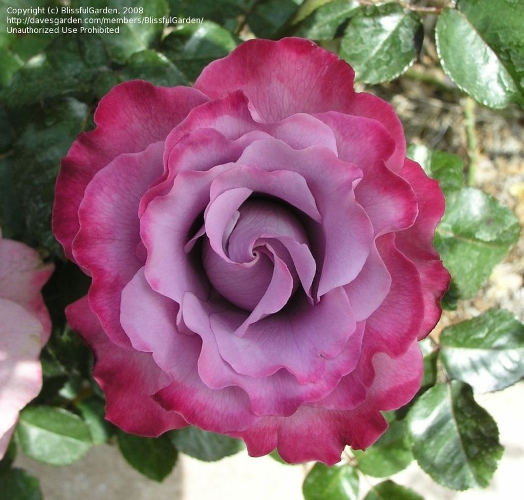 Gloria Ann Hough Profile Photo