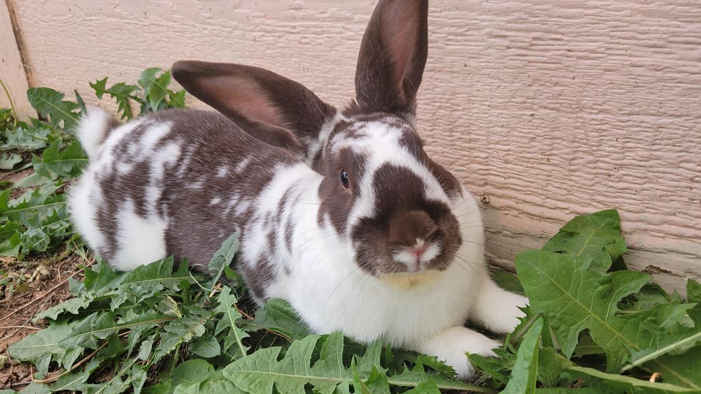 Lola Profile Photo