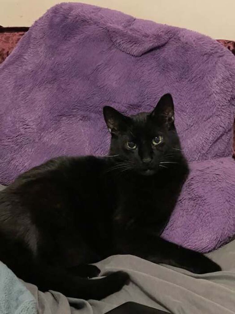 Ninja Joe Underwood-Evans