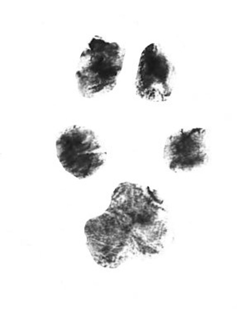 Jinx Brittian Profile Photo