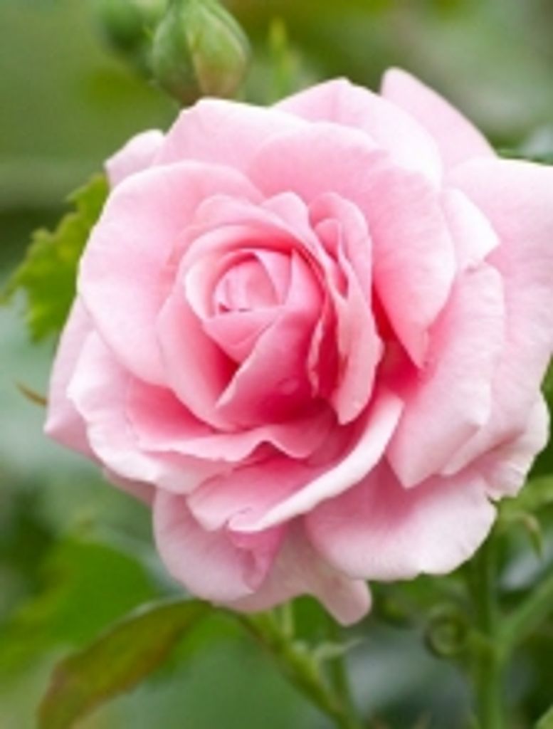 Irene Joan Duncalfe Profile Photo