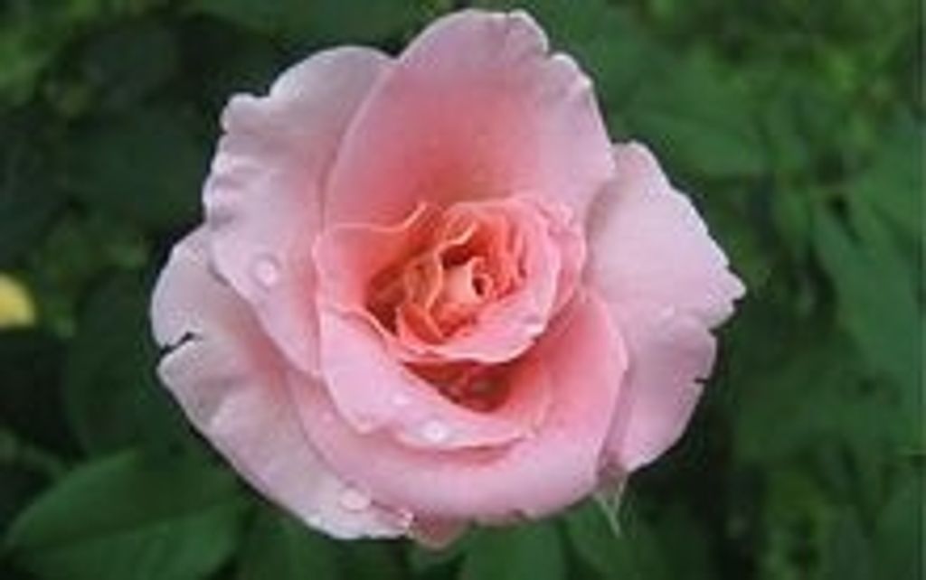 Joann Mcintosh Gardner Profile Photo