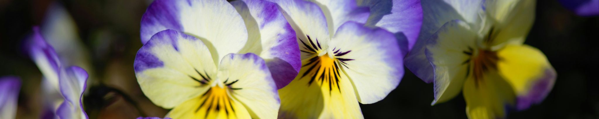 Cover for Pansy Leeann Stone's Obituary