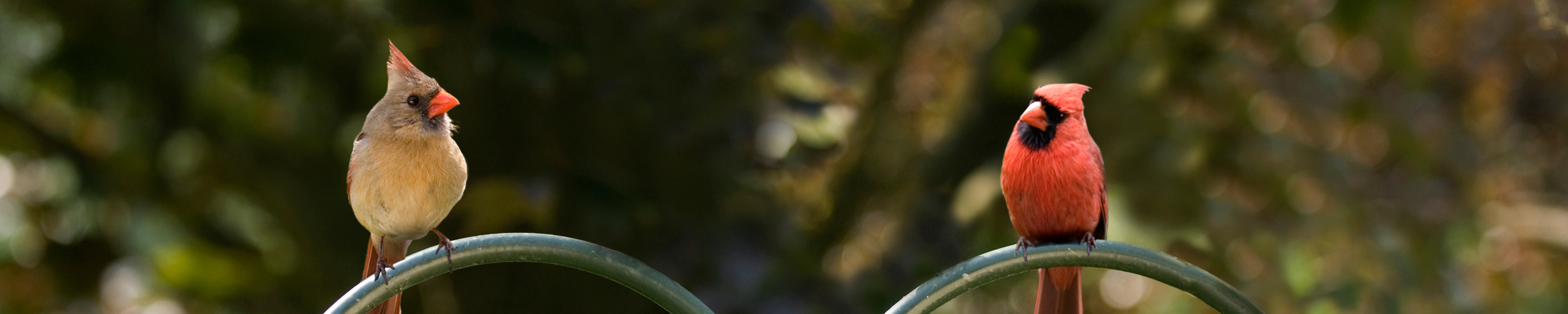 Cover photo for Florene Lila Belle Majerus's Obituary