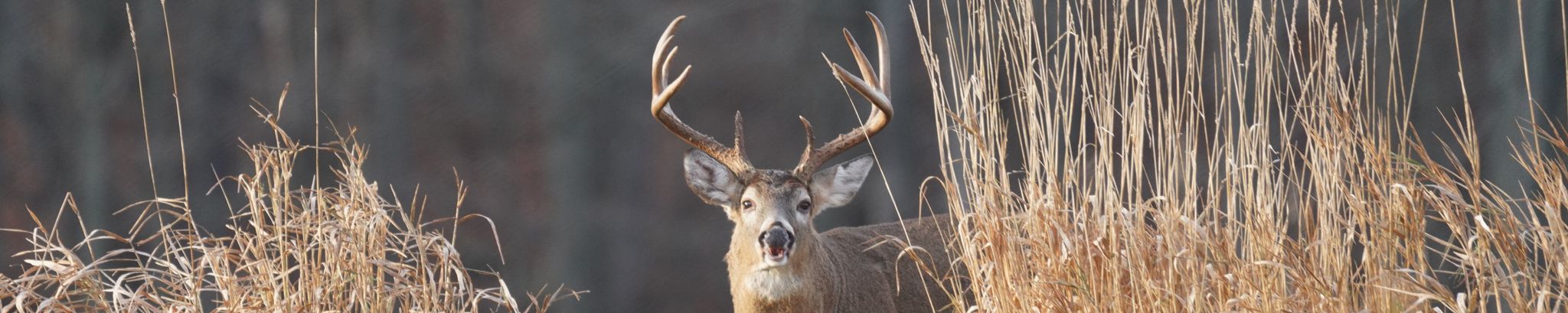 Cover for Paul David Meas's Obituary