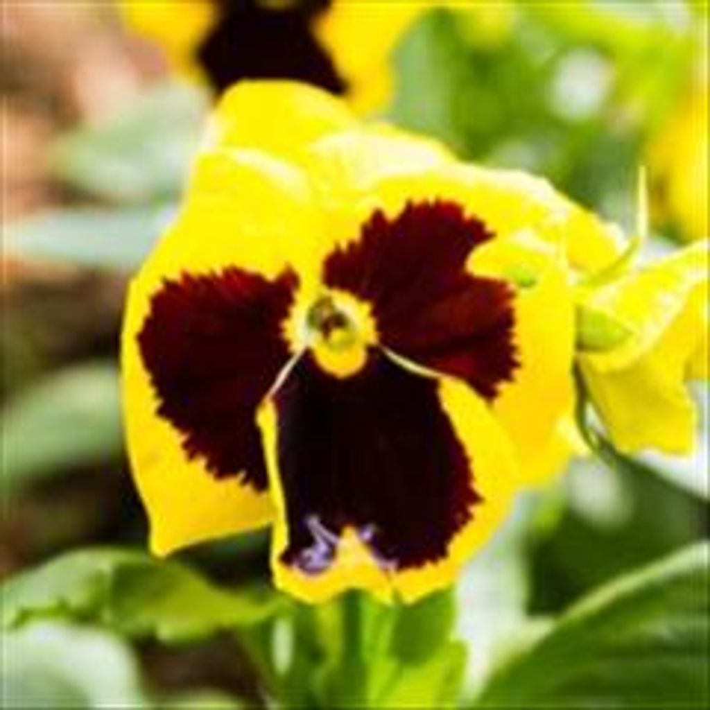 Barbara Jean Burke Profile Photo