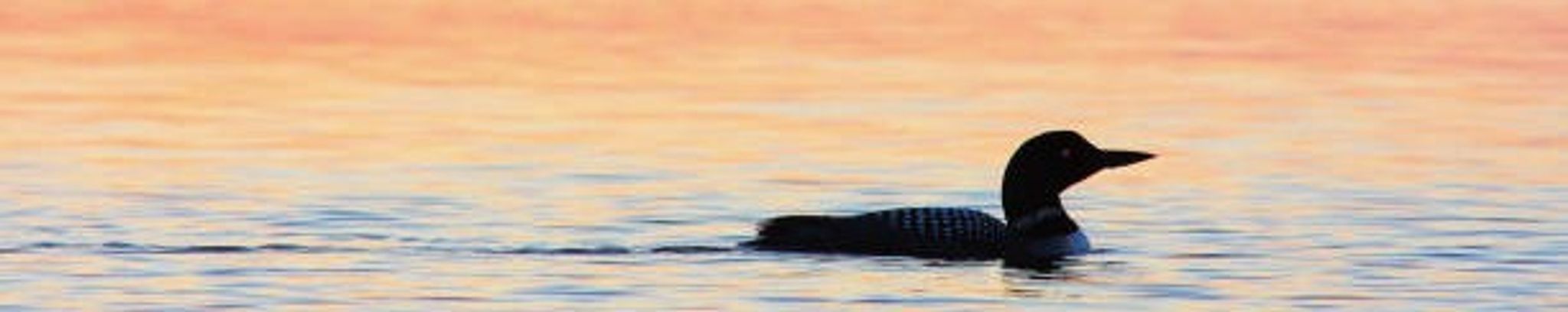 Cover for Mary-Ellen Boon (nee Armstrong)'s Obituary