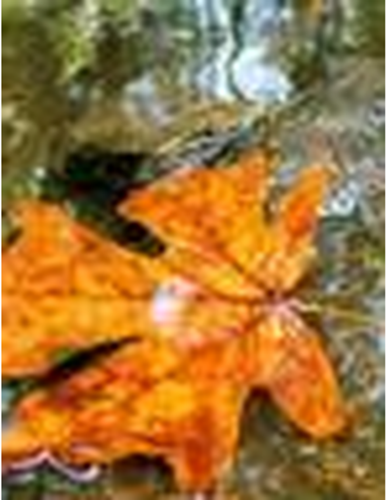 Graves Ledford Eaves