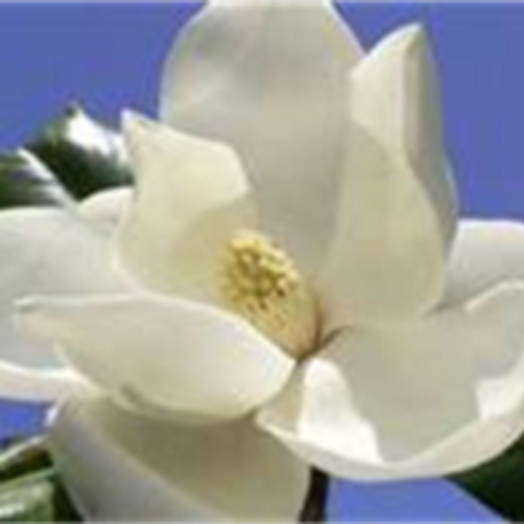 Cynthia Mae Groner Corum Profile Photo