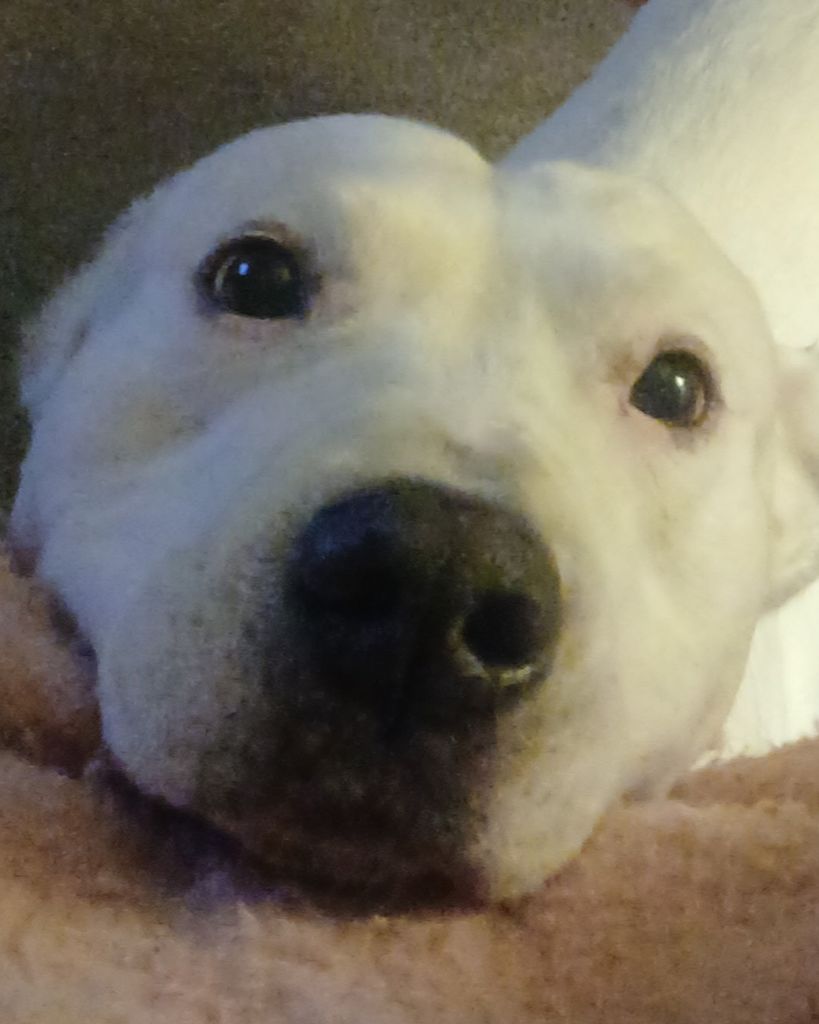 Big Guy Profile Photo