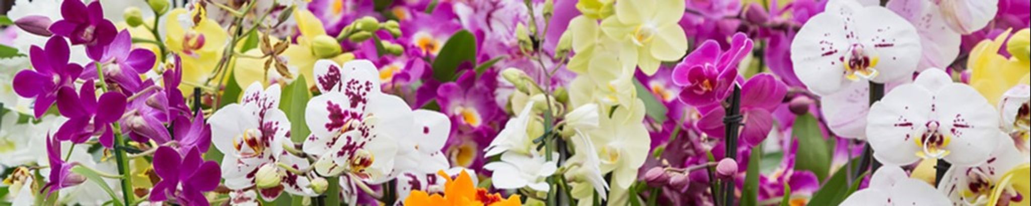 Cover photo for Connie Perrin Roussel's Obituary