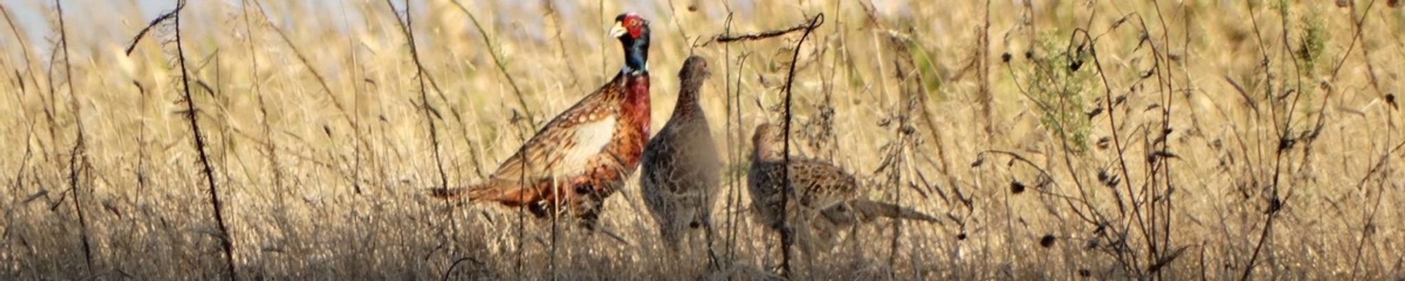 Cover for Lewis LeRoy Drullinger's Obituary
