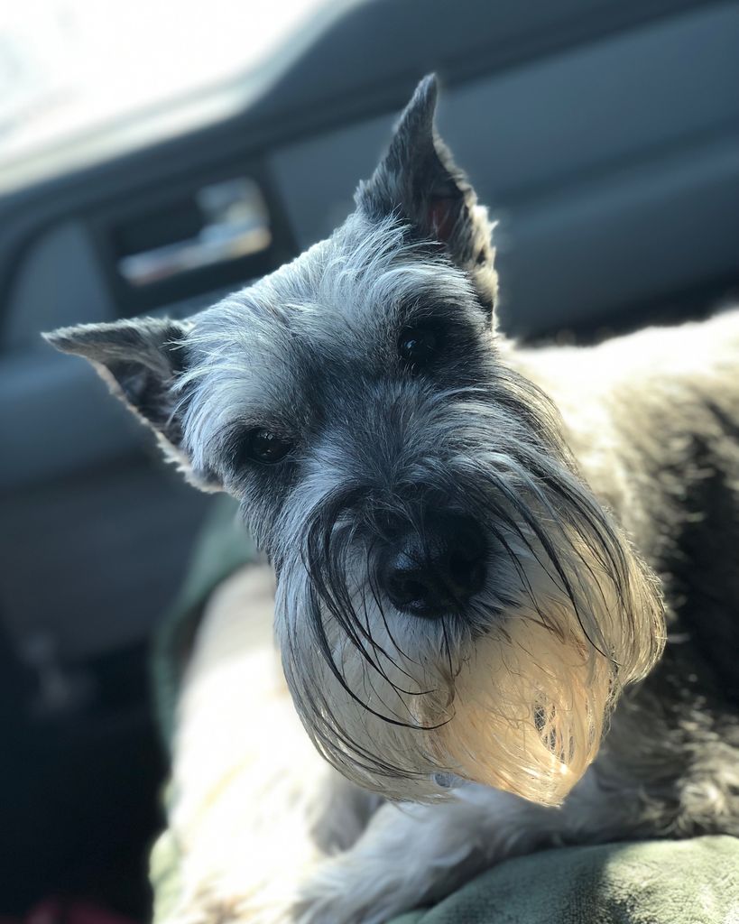 CH Julia's Jade Profile Photo