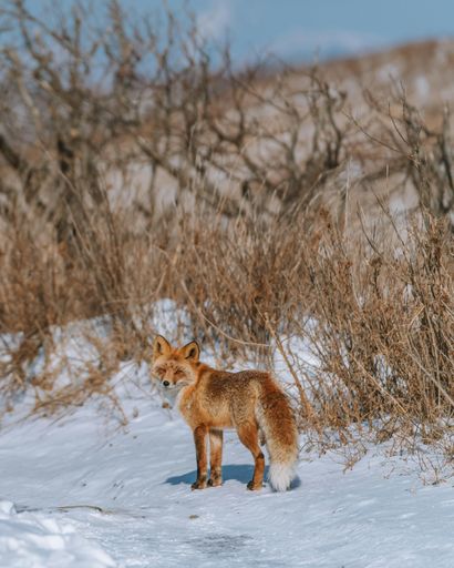 Tanya Irene Peterson's obituary image