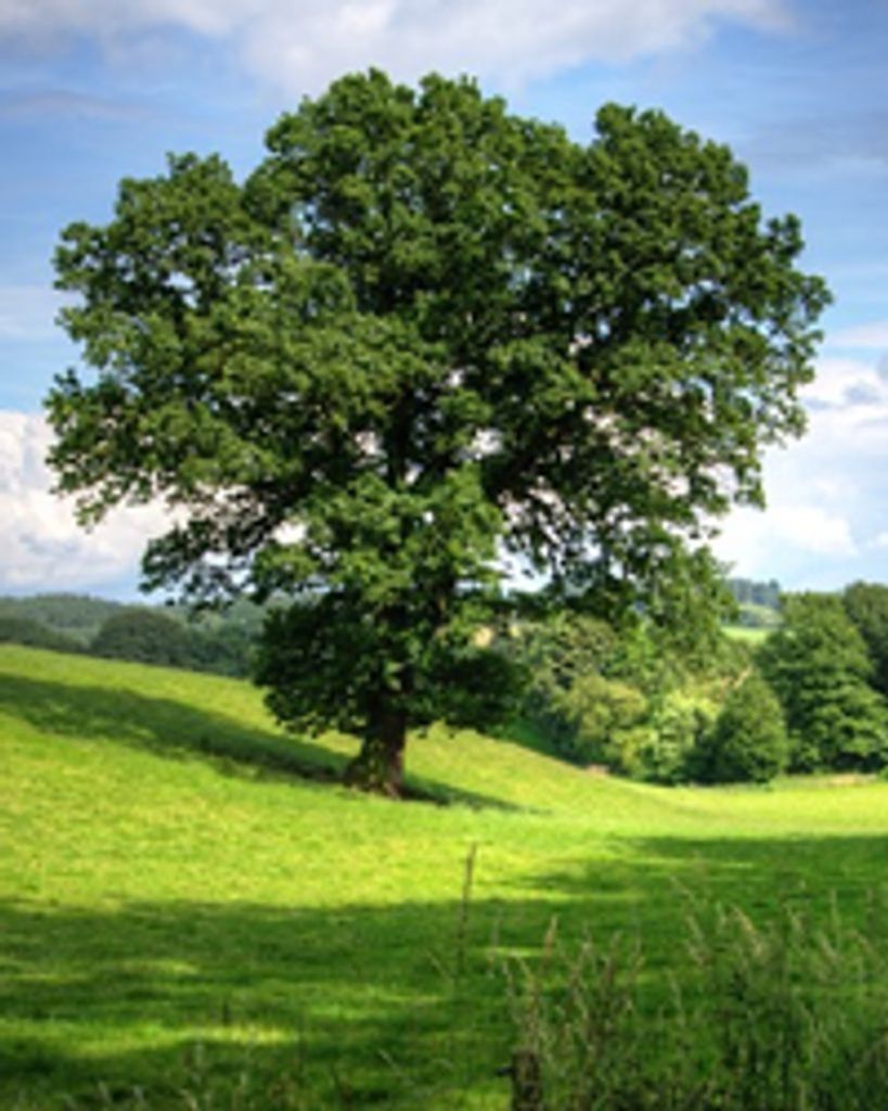 Anthony Coltrane Profile Photo