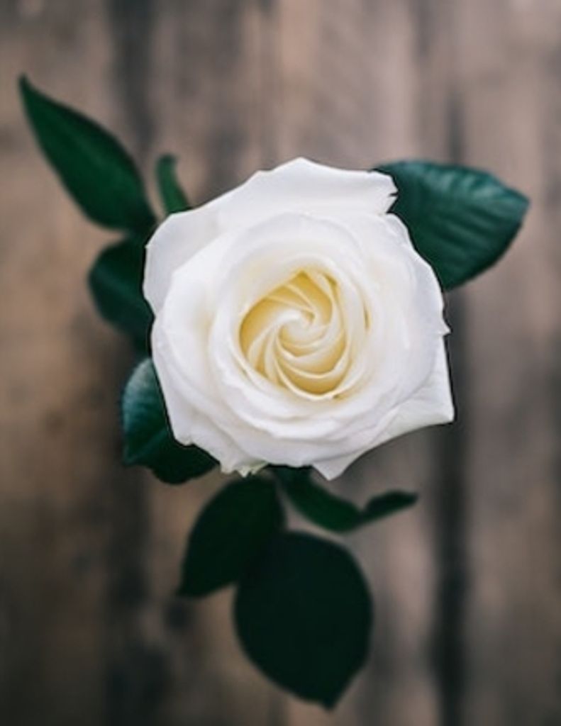 Elizabeth 'Betty' J. Hammond