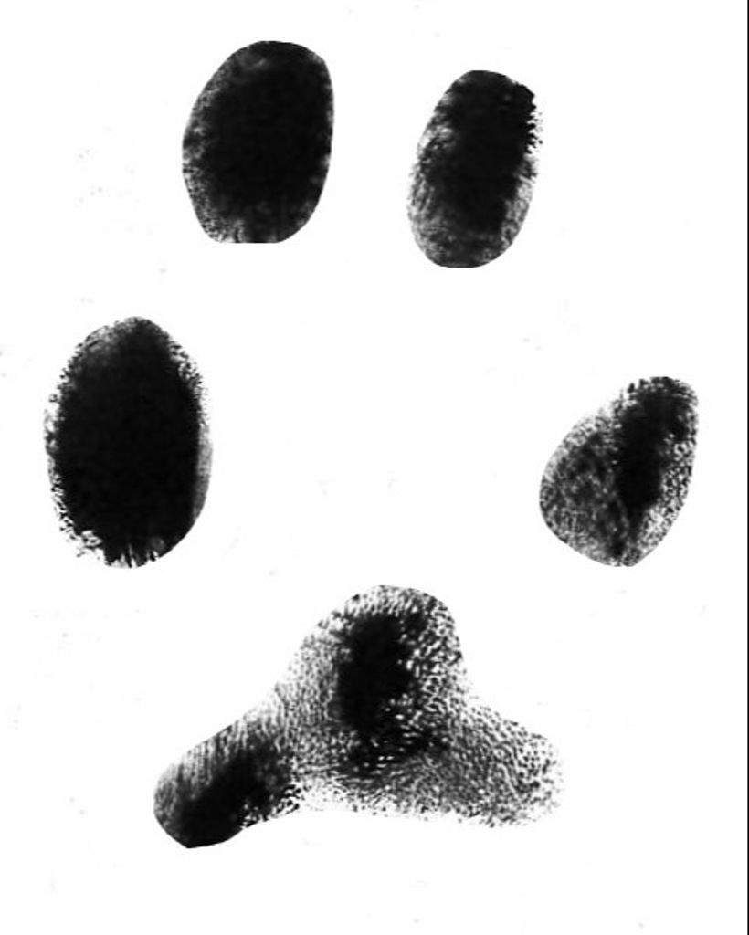 Bo Heilman Profile Photo