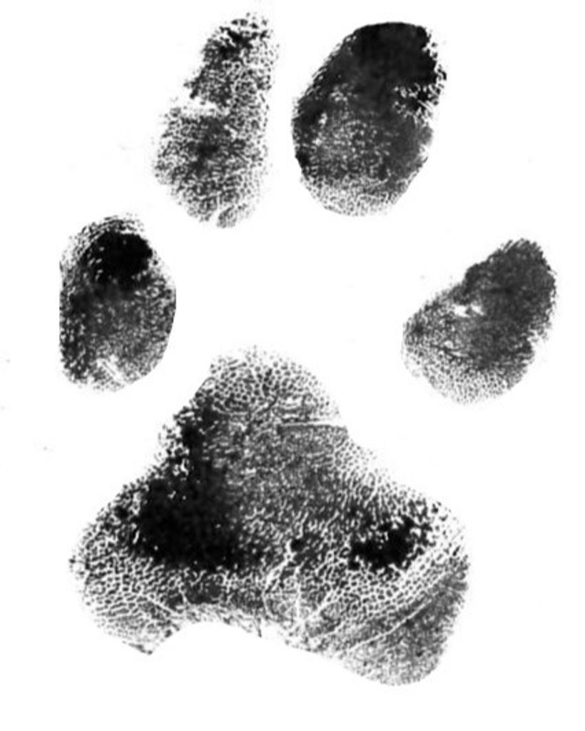 Rigby Schulz Profile Photo