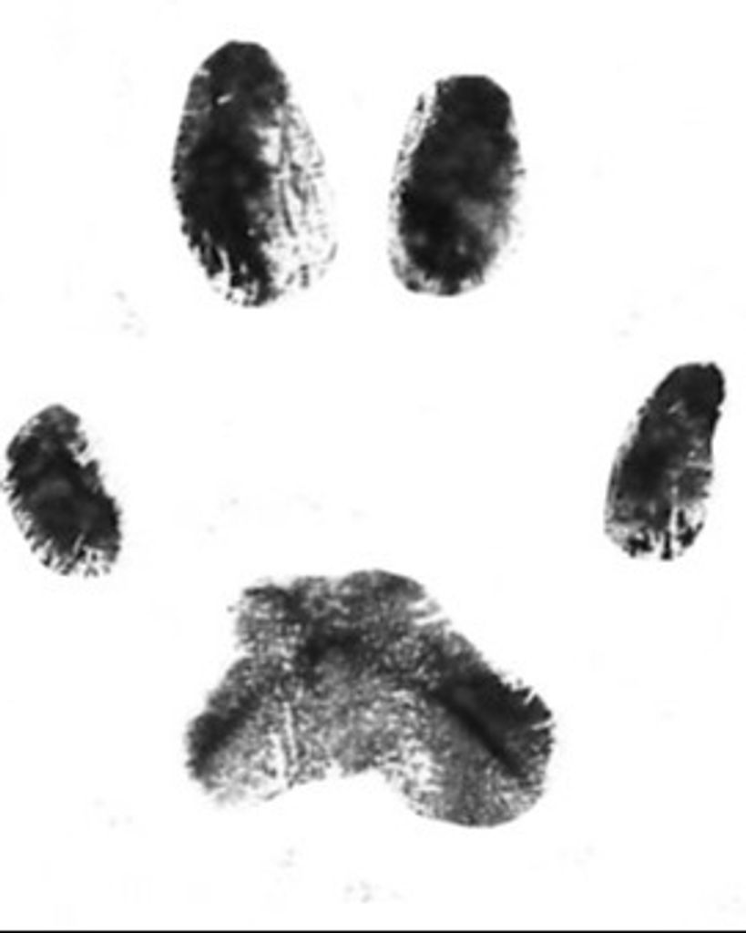 Apollo Honeycutt Profile Photo