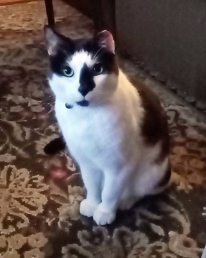 Zorro "ZZ" Julian Profile Photo