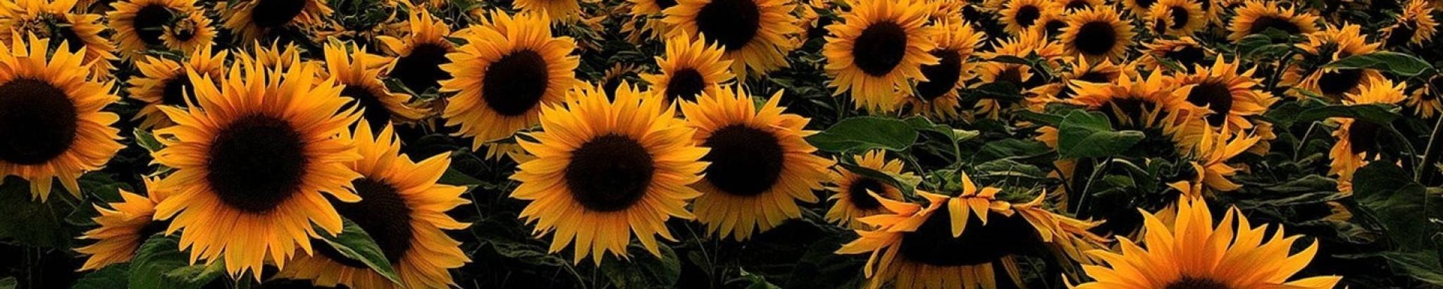 Cover photo for Susan Nice's Obituary