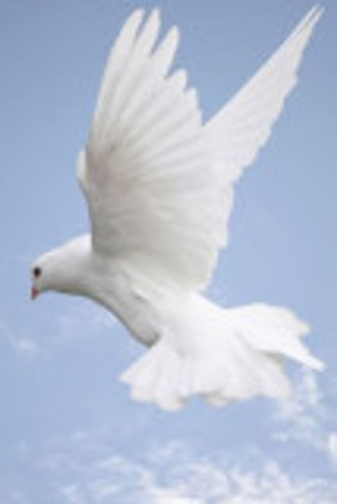 Debra Daniell Profile Photo