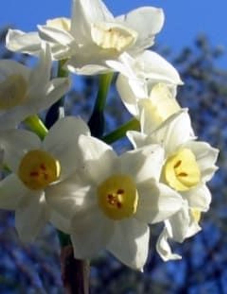 Jasper Slaton Profile Photo