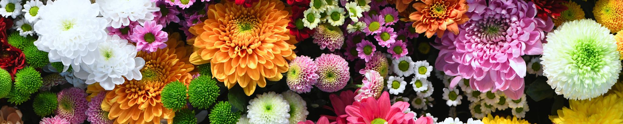 Cover photo for Betty Savickas's Obituary