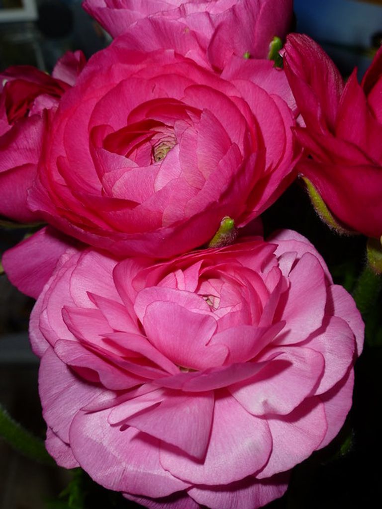 Gayle Kathleen Hebert