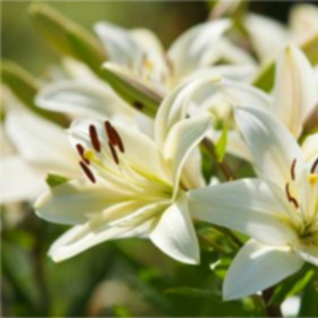 Margaret M. Niewiarowski