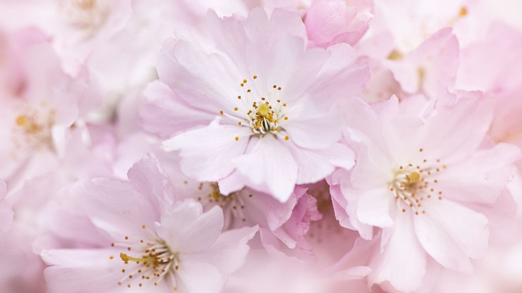 Linda May Alexander Profile Photo