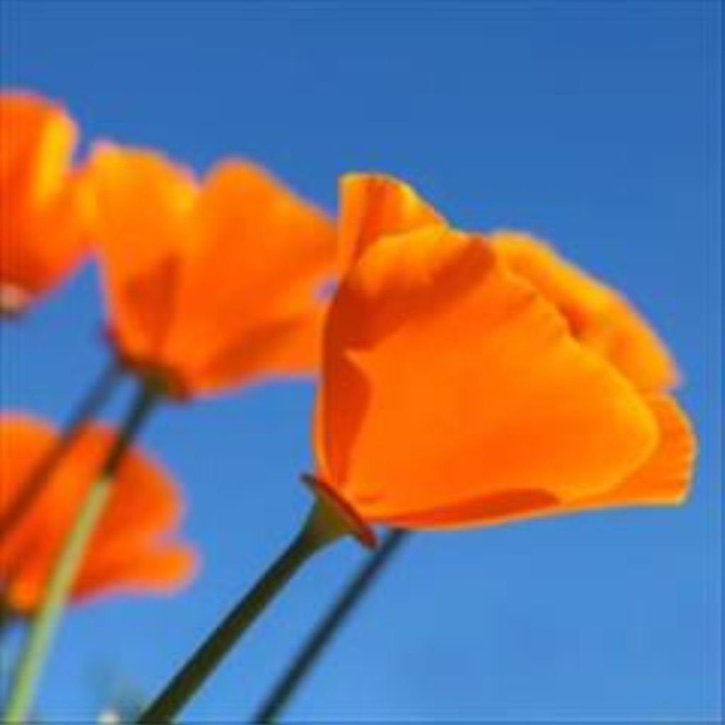 Mary Jane Harper Profile Photo